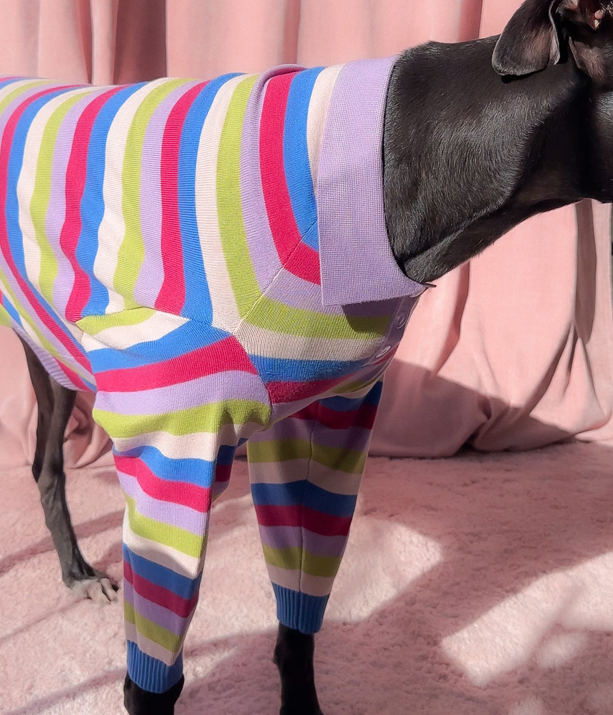 Jellybean Polo - PREORDER
