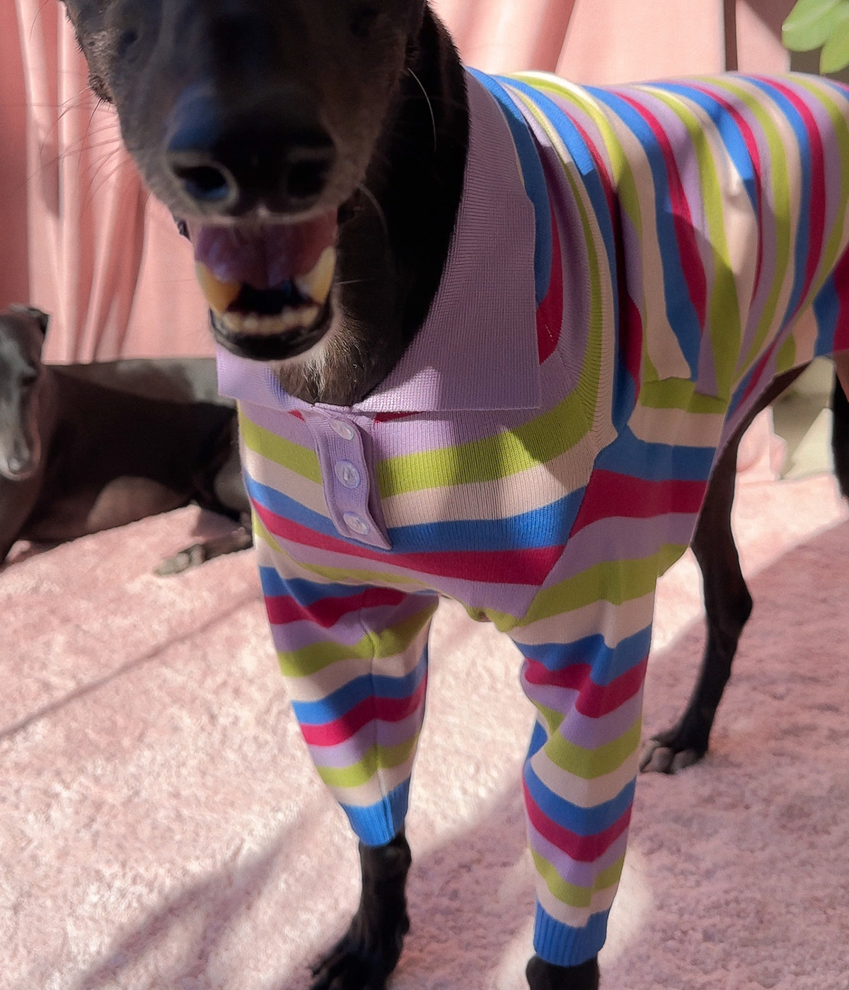 Jellybean Polo - PREORDER