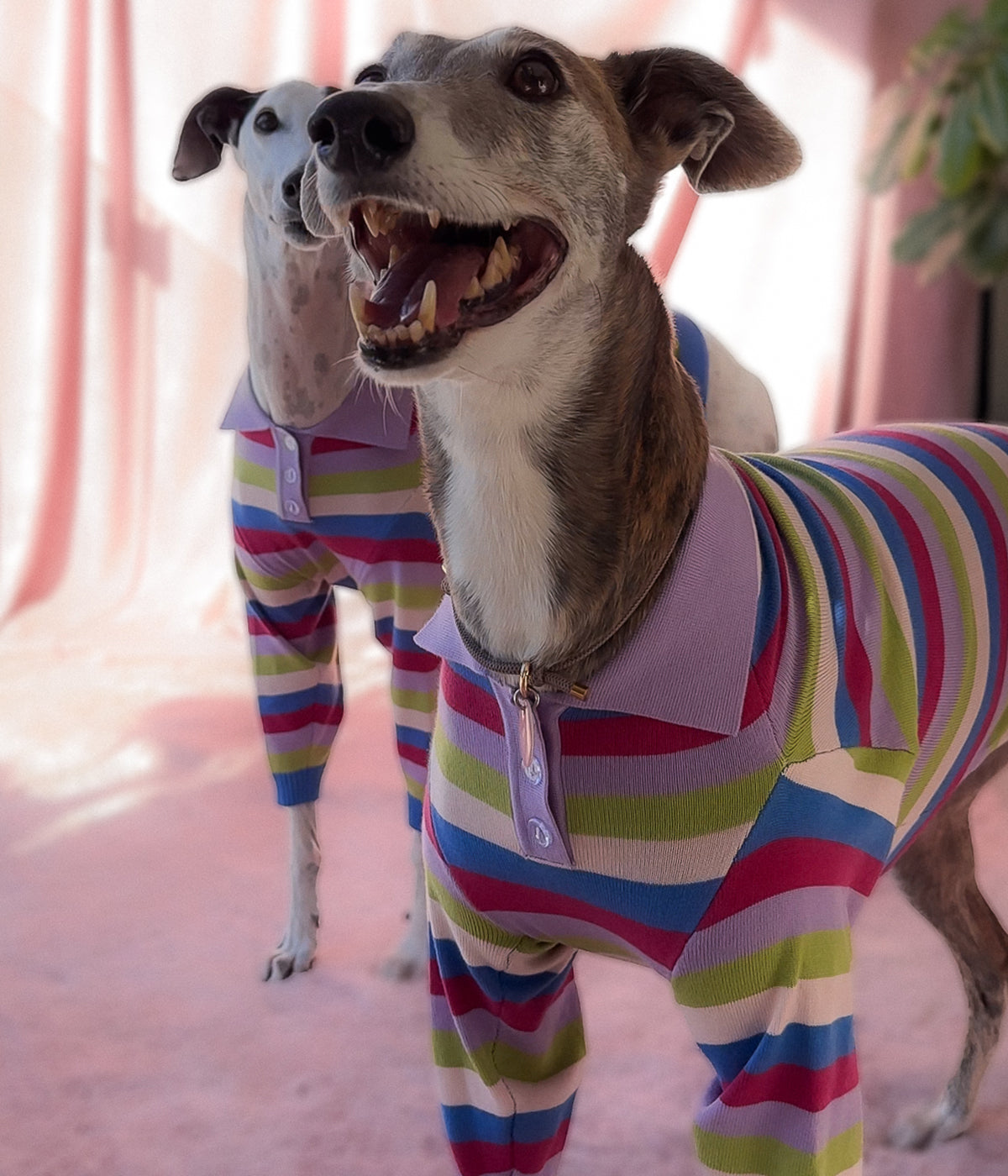 Jellybean Polo - PREORDER