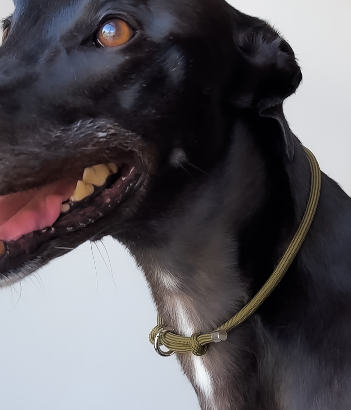 House Collar - Khaki
