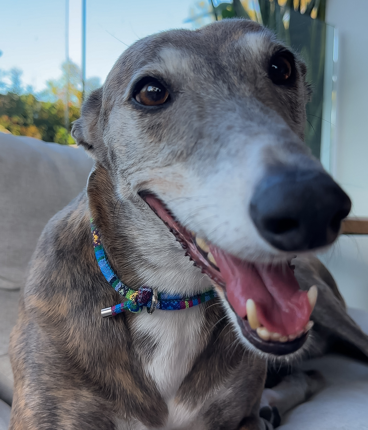 Boho House Collar - Lagoon