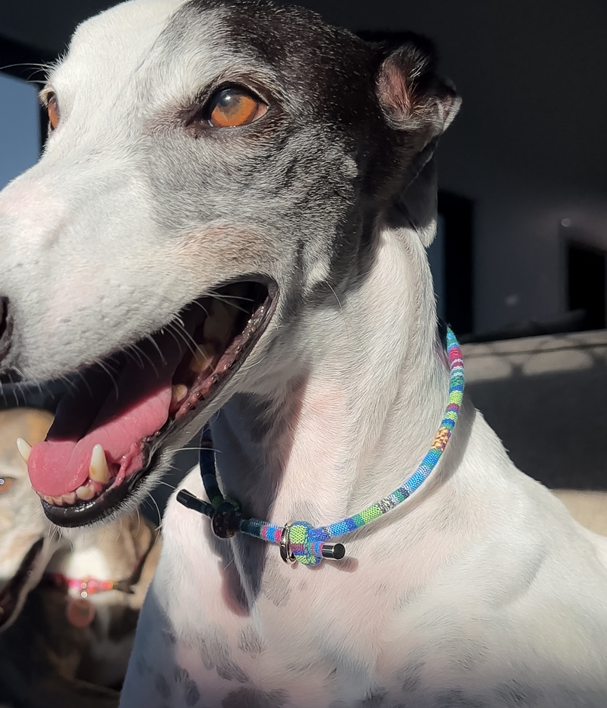 Boho House Collar - Lagoon