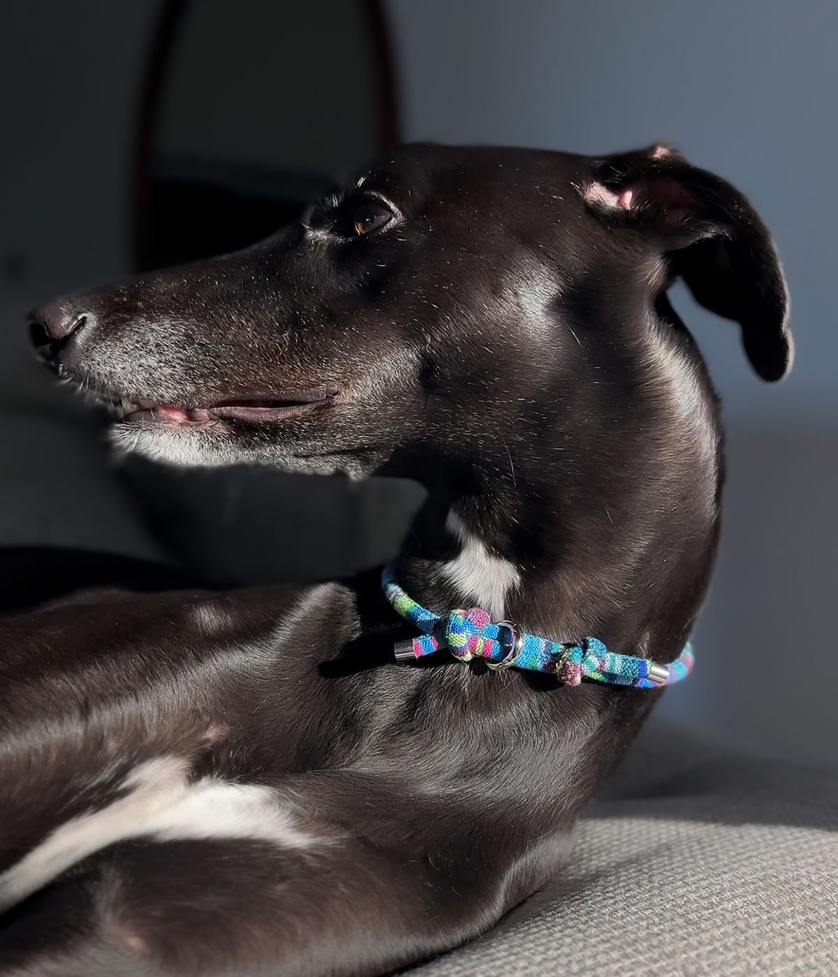 Boho House Collar - Lagoon