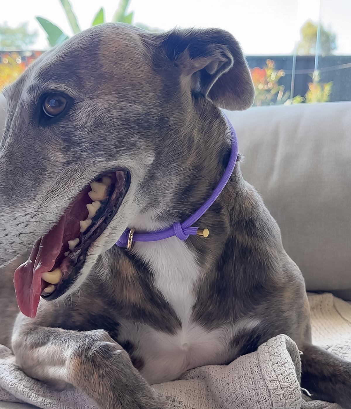 House Collar - Lavender