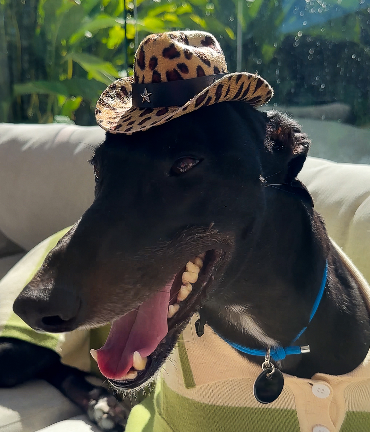 Cowboy Hat - Leopard Print