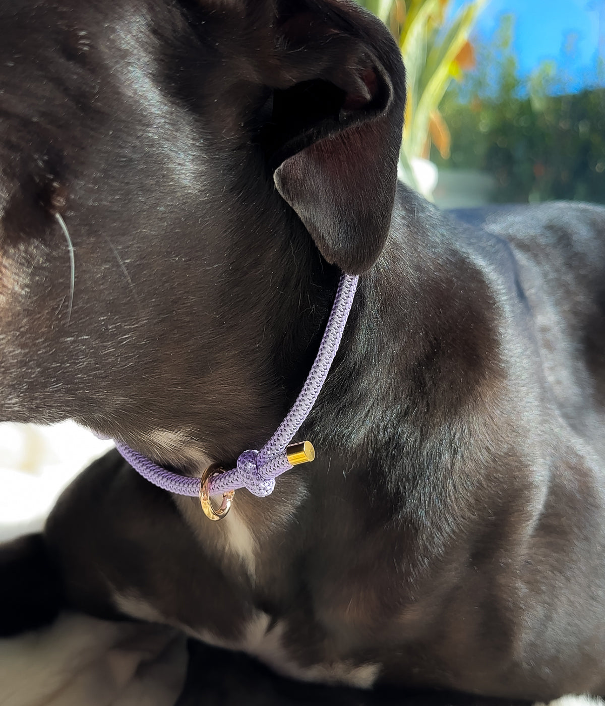 Waffle House Collar - Luna&