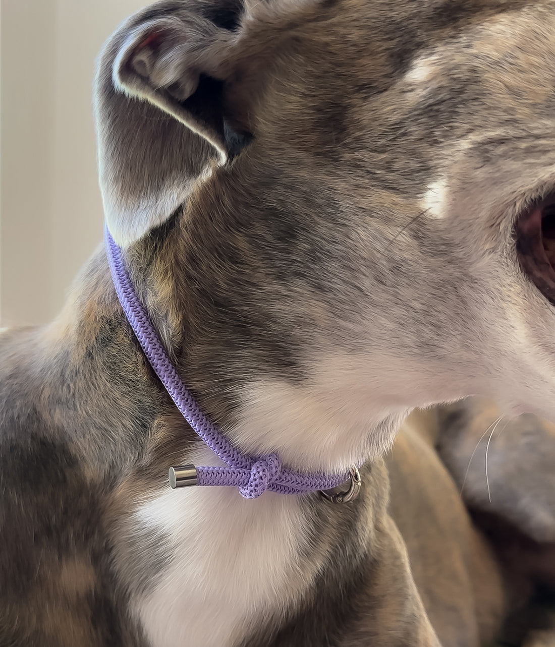 Waffle House Collar - Luna&