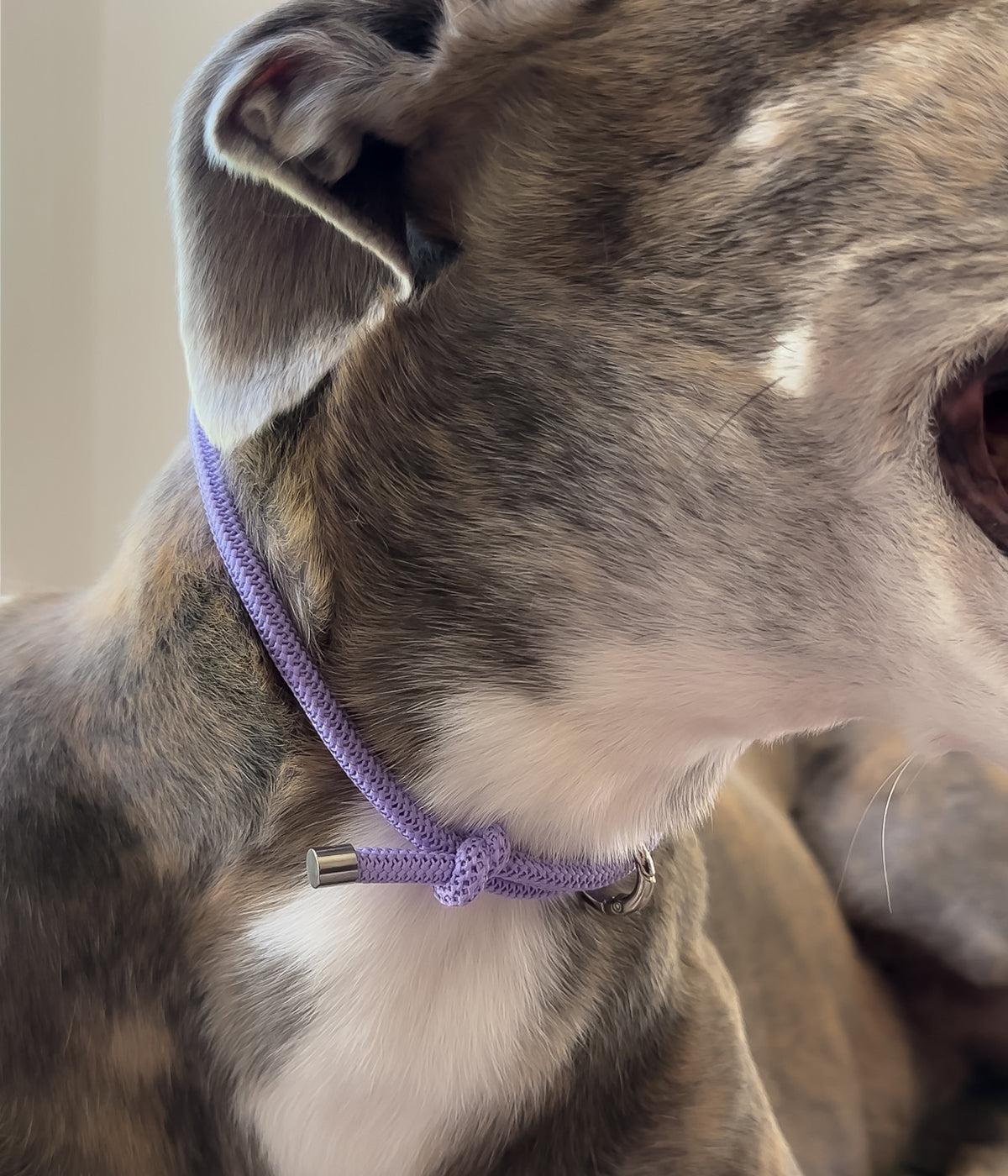 Waffle House Collar - Luna&