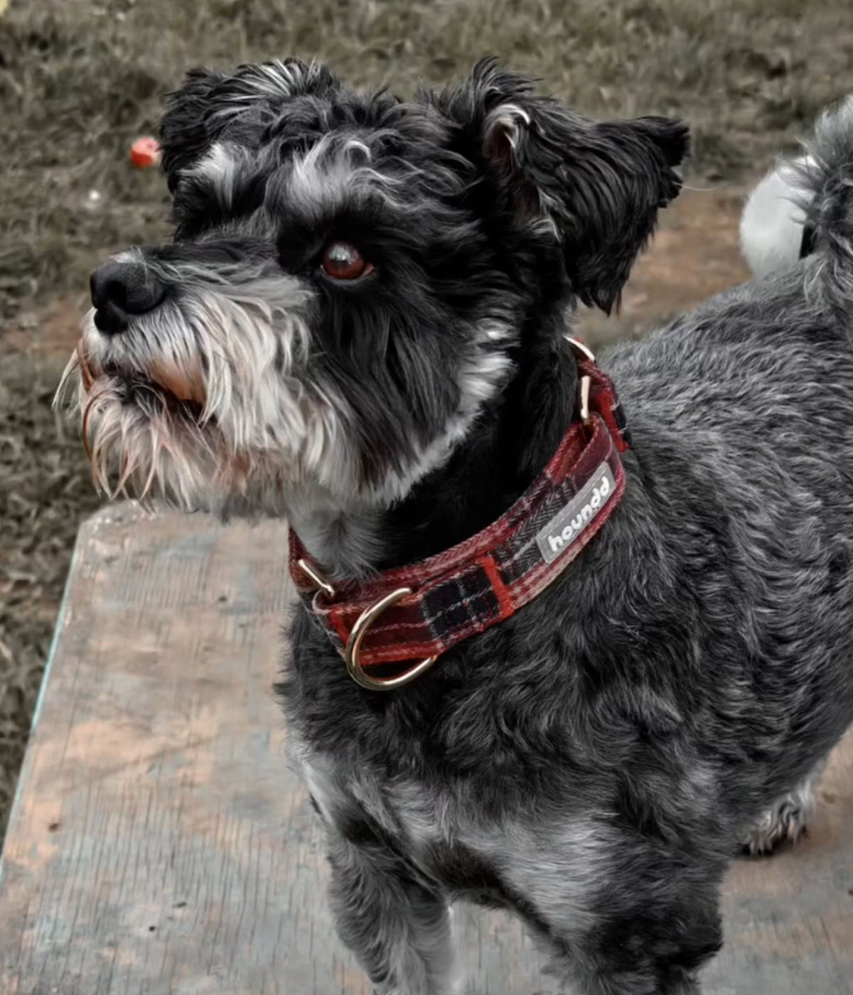 Martingale Collar - Tartan