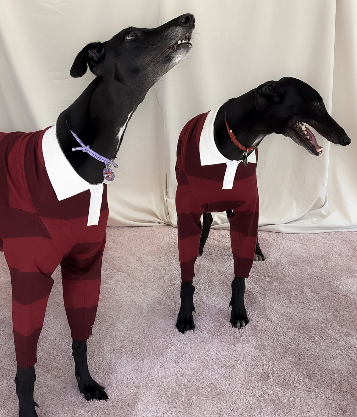 Maroons Polo