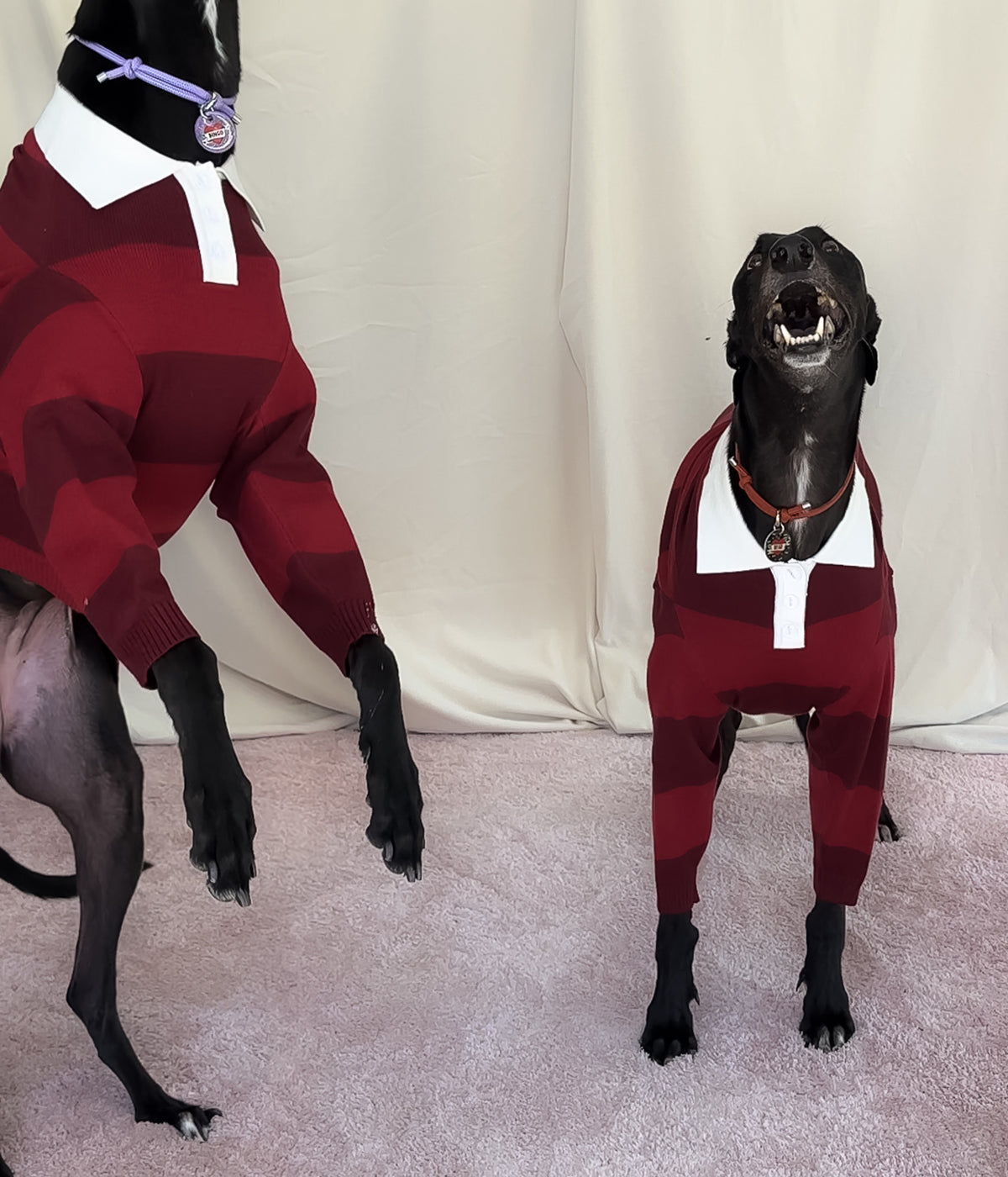 Maroons Polo