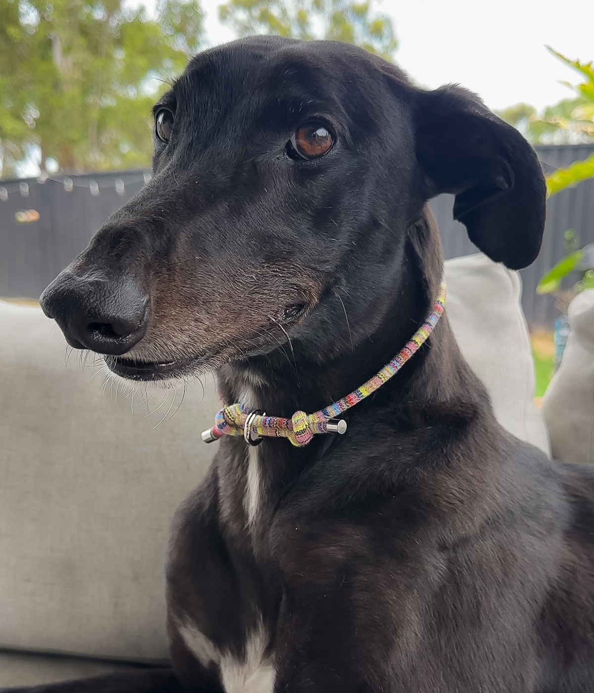 Boho House Collar - Meadow