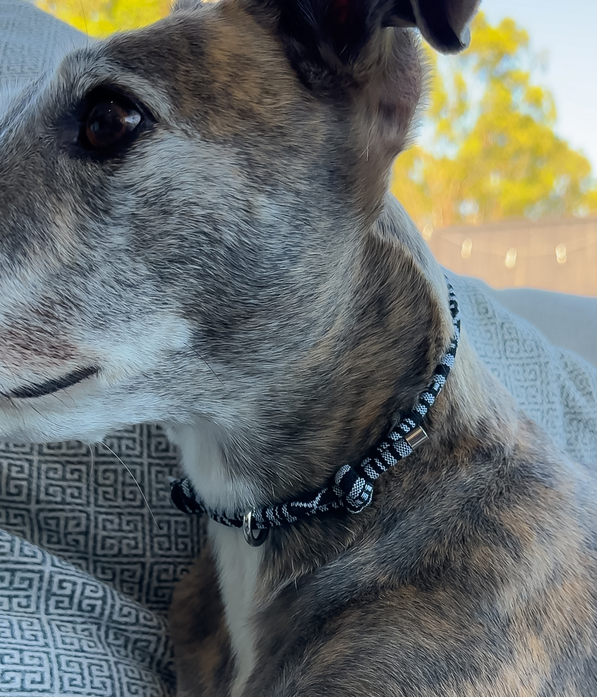 Boho House Collar - Midnight