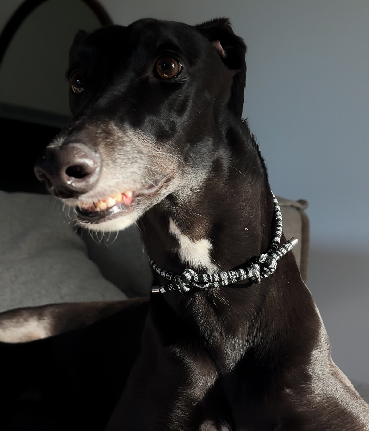 Boho House Collar - Midnight