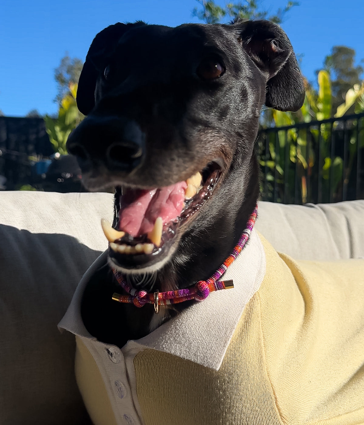 Mimi House Collar