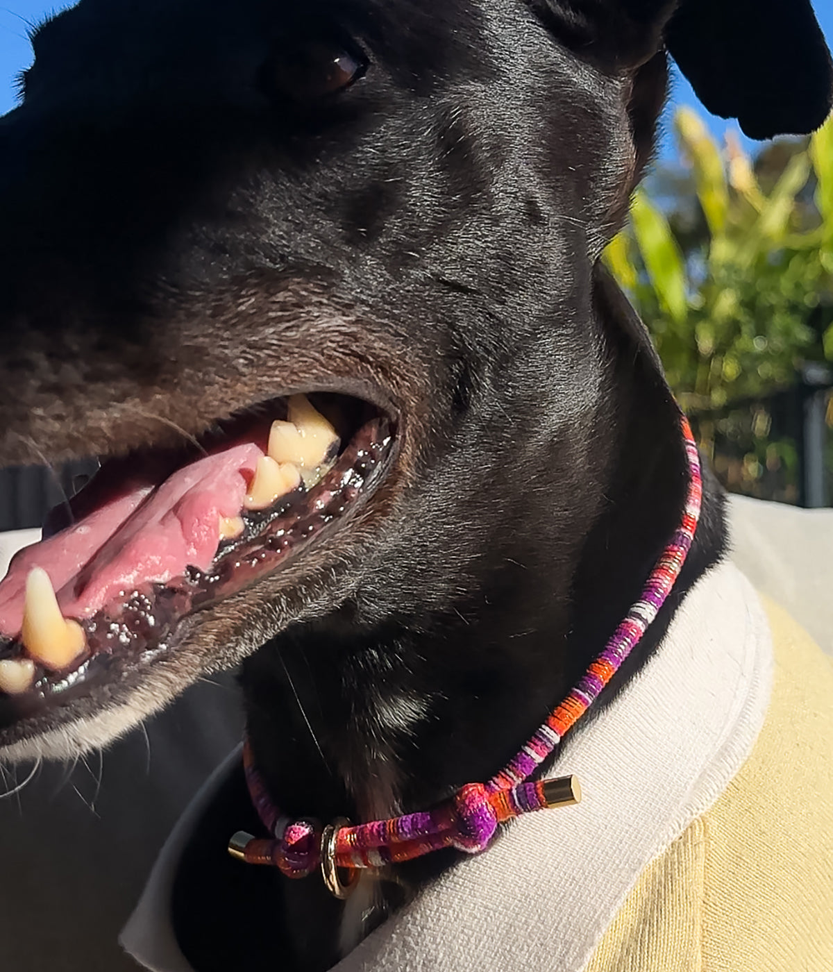 Mimi House Collar