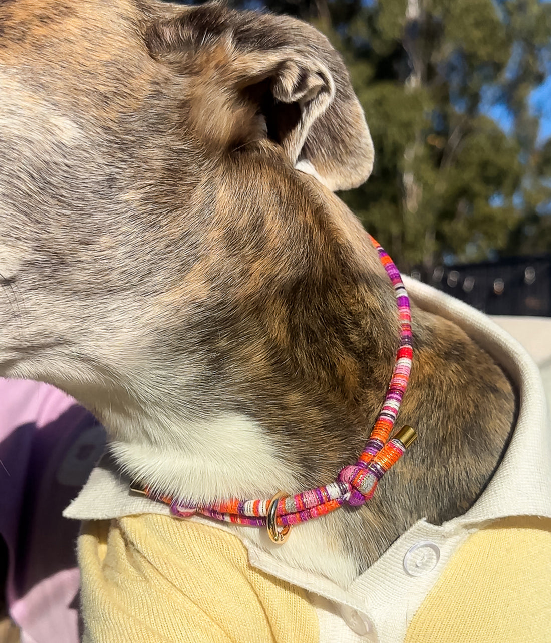 Mimi House Collar