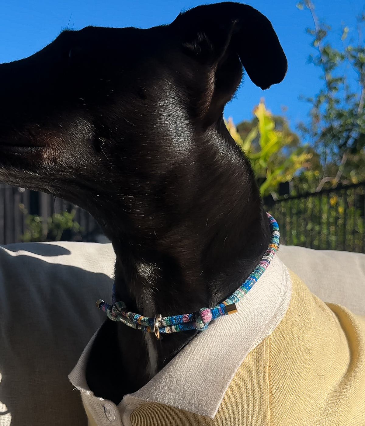 Murphy House Collar