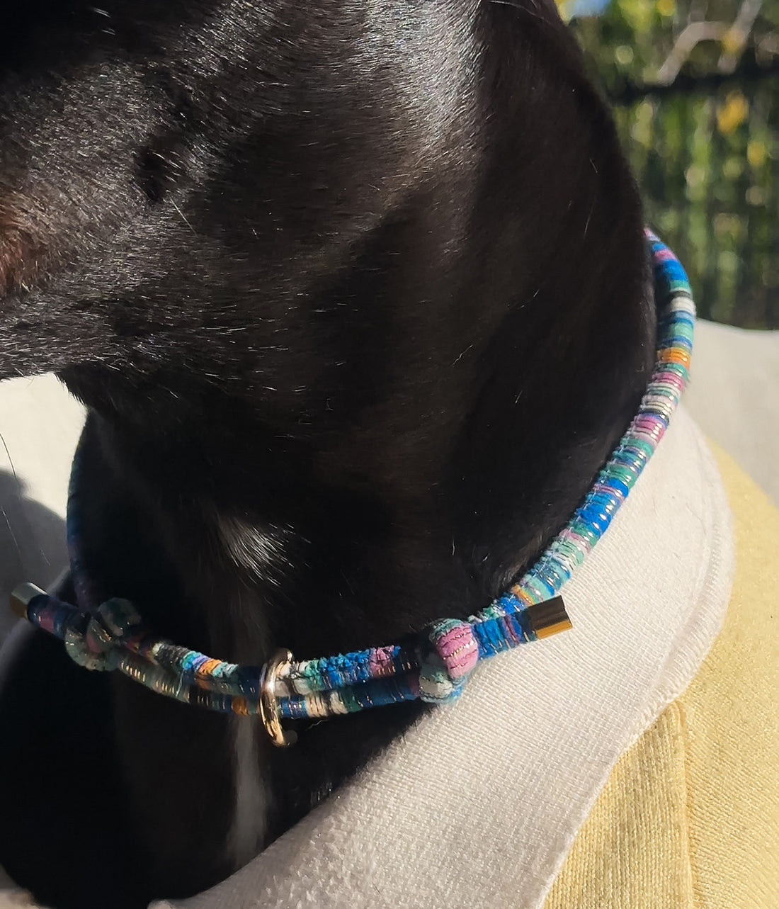 Murphy House Collar