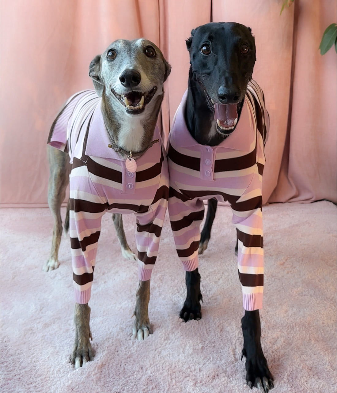 Neapolitan Polo