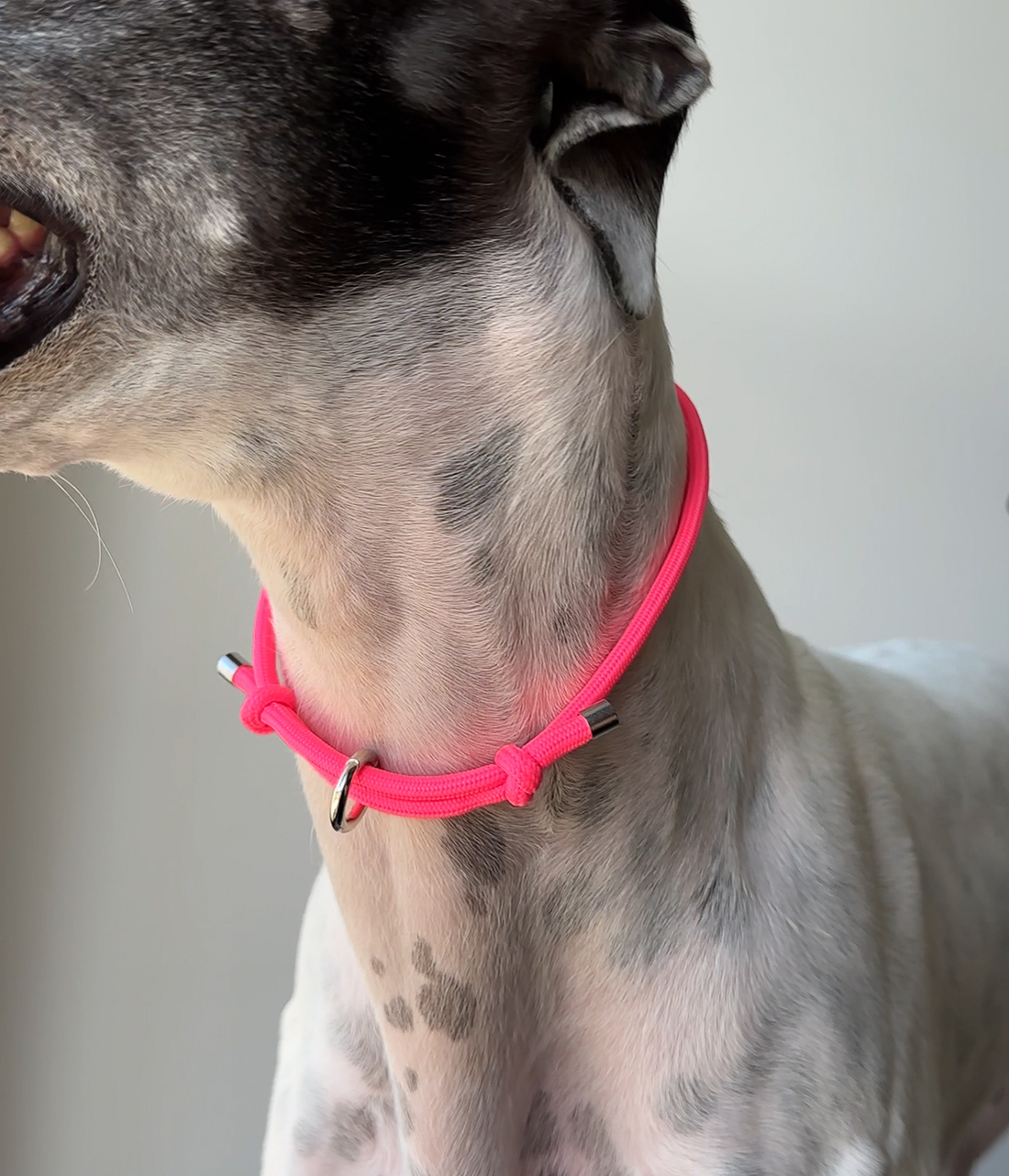 House Collar - Neon Pink