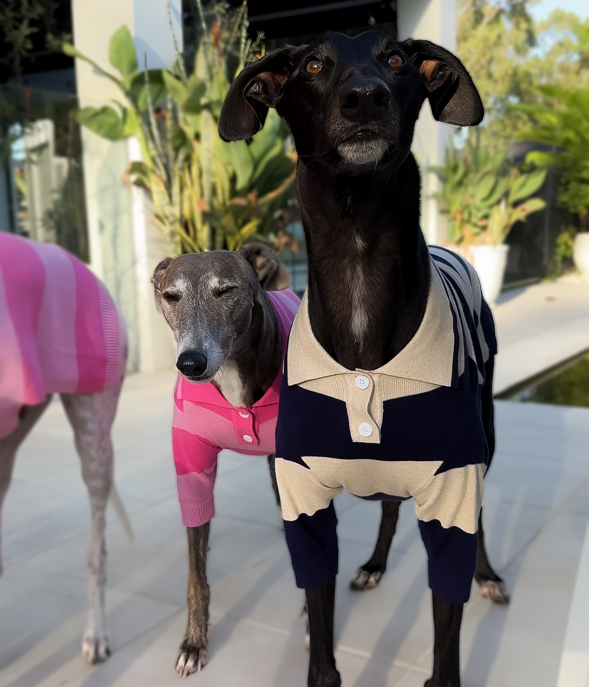 Old Money Navy Polo