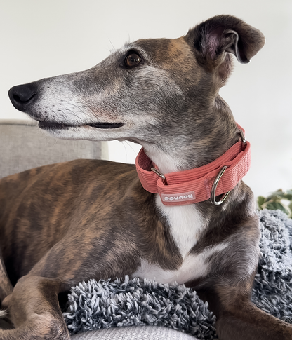 Martingale Collar - Corduroy