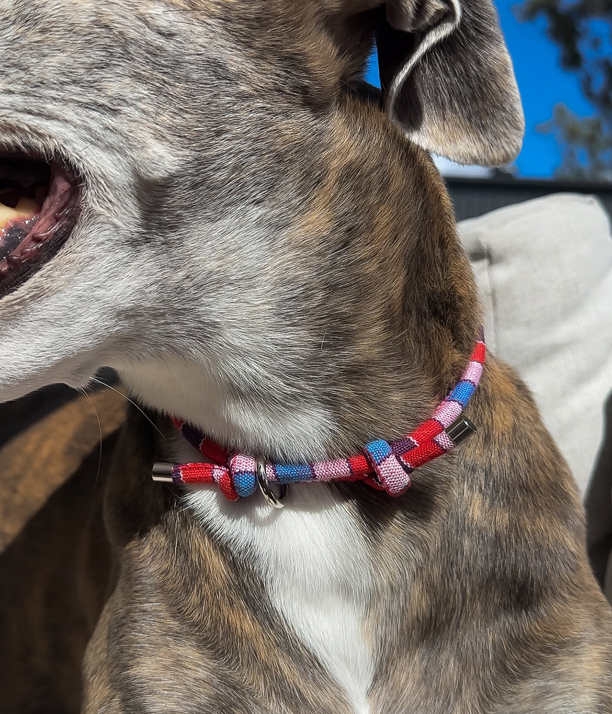 Boho House Collar - Petal