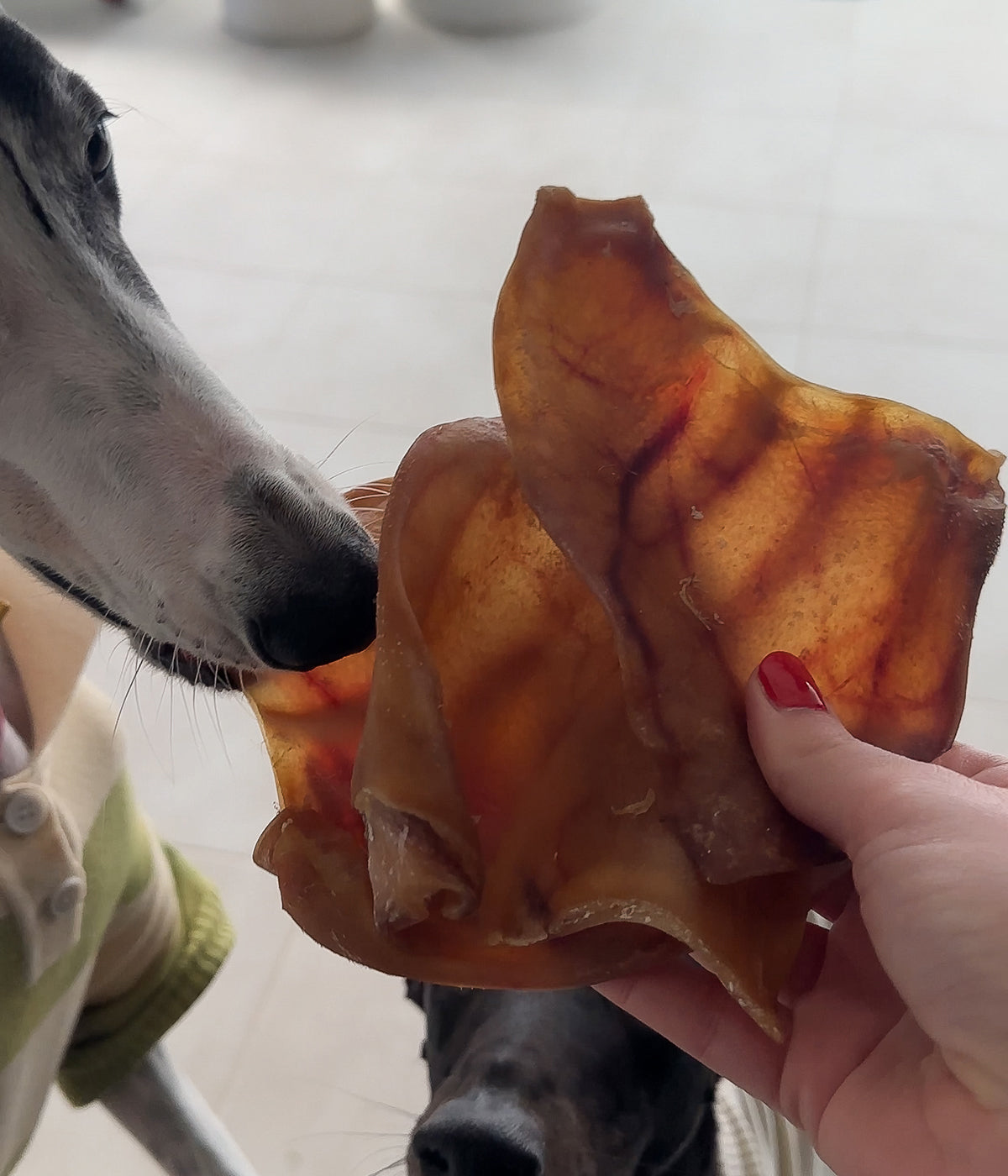 Pigs Ears