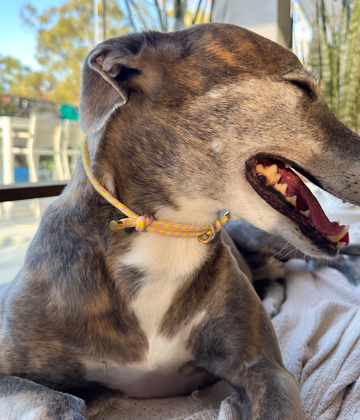 House Collar - Pineapple Punch