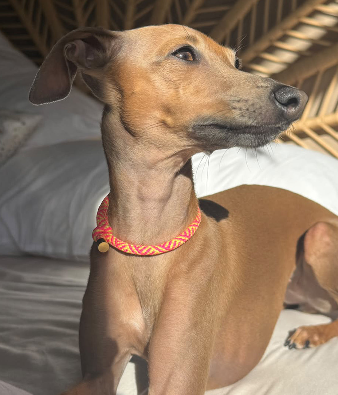 House Collar - Pink Lemonade