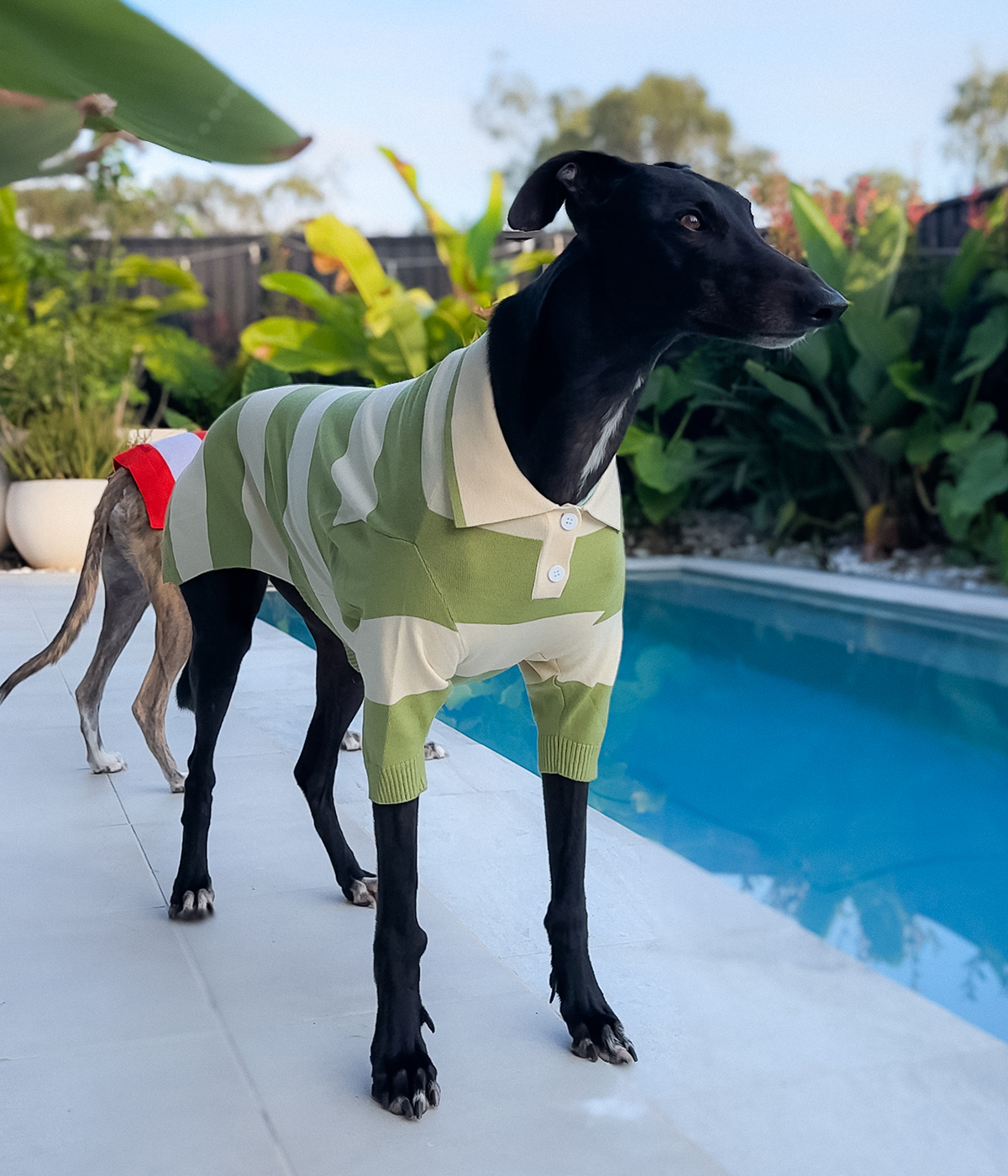 Green Eggs and Ham Polo