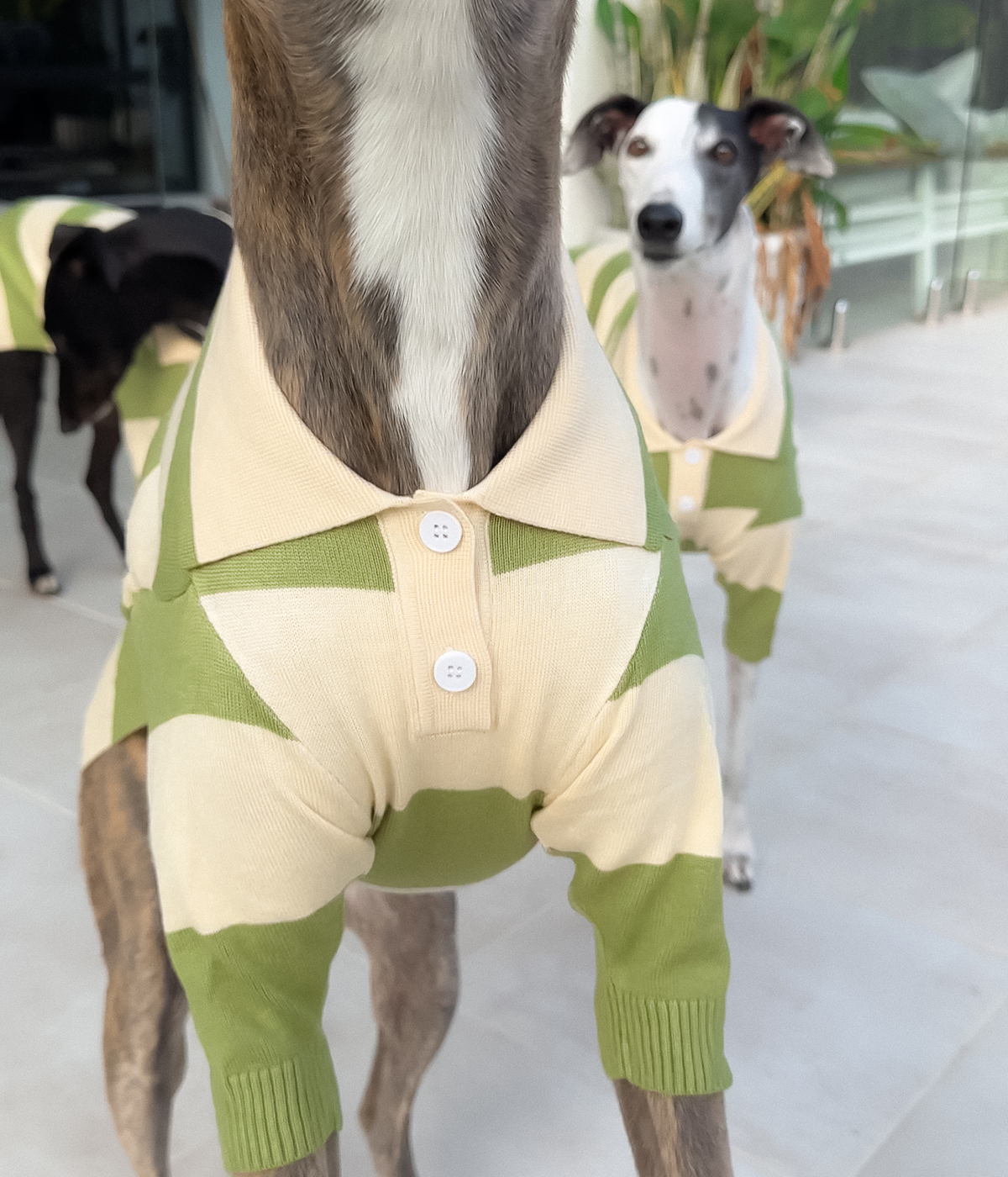 Green Eggs and Ham Polo
