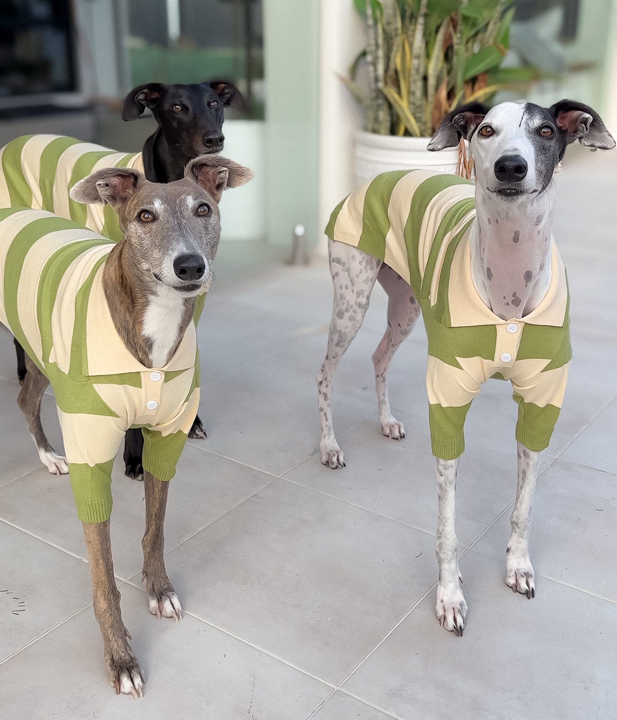 Green Eggs and Ham Polo