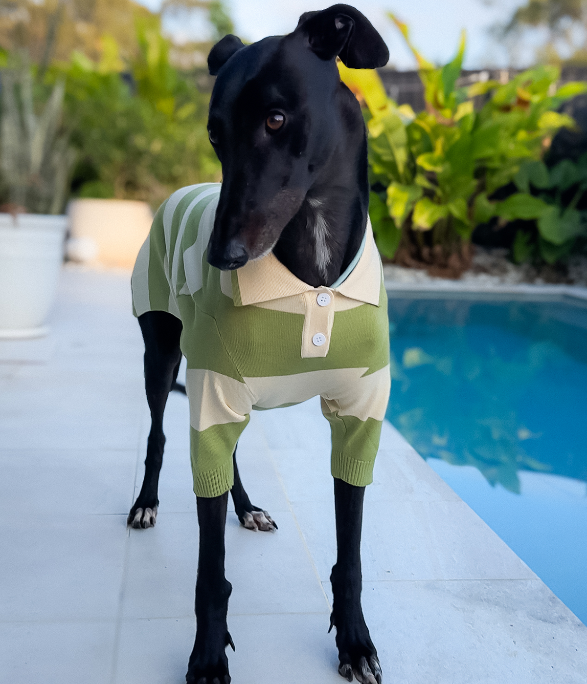 Green Eggs and Ham Polo