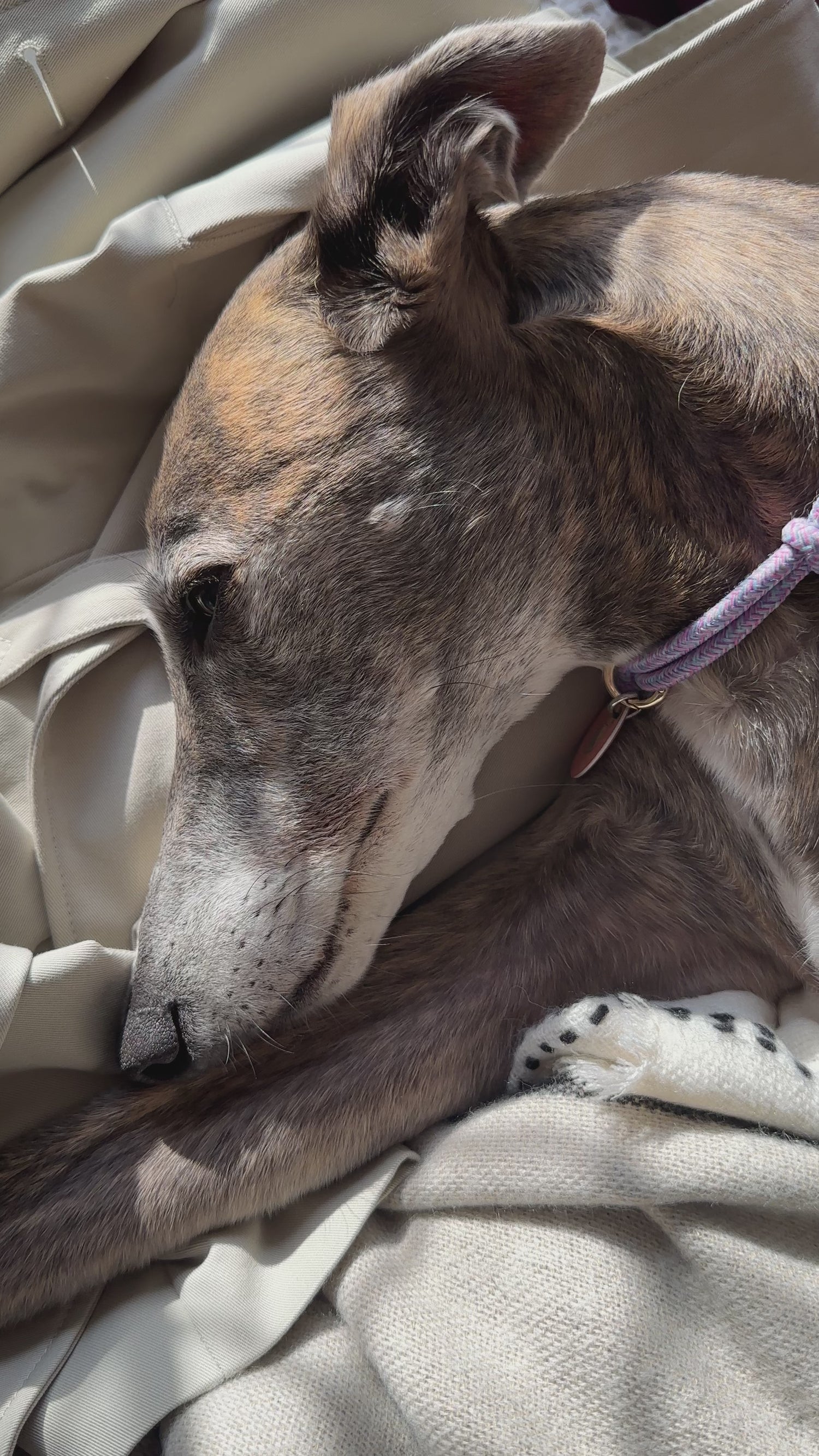 Peach, Bear, Luna Sticker Pack