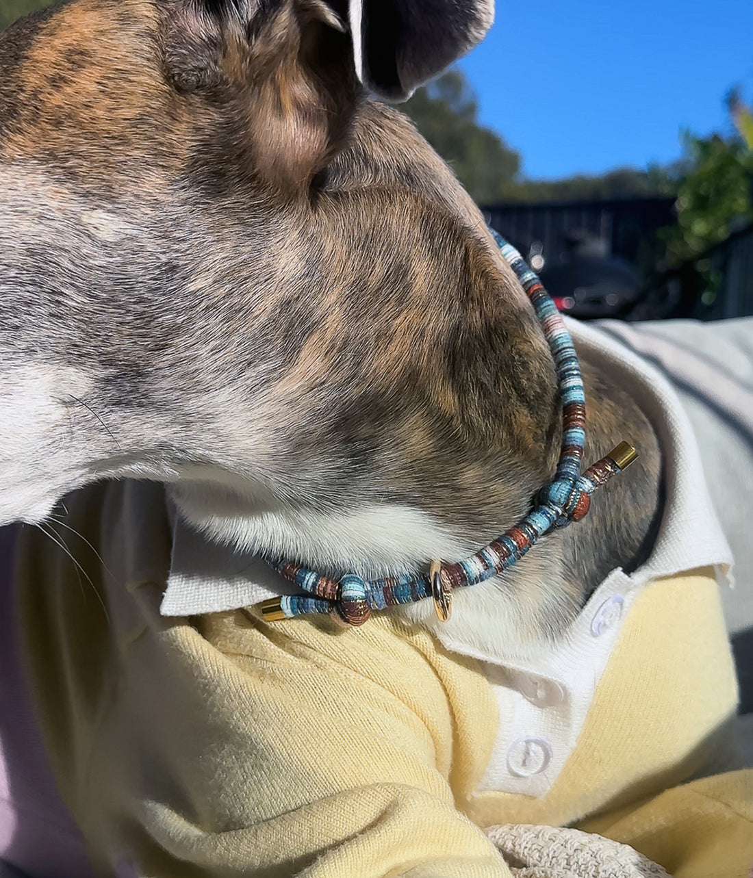 Ralph House Collar