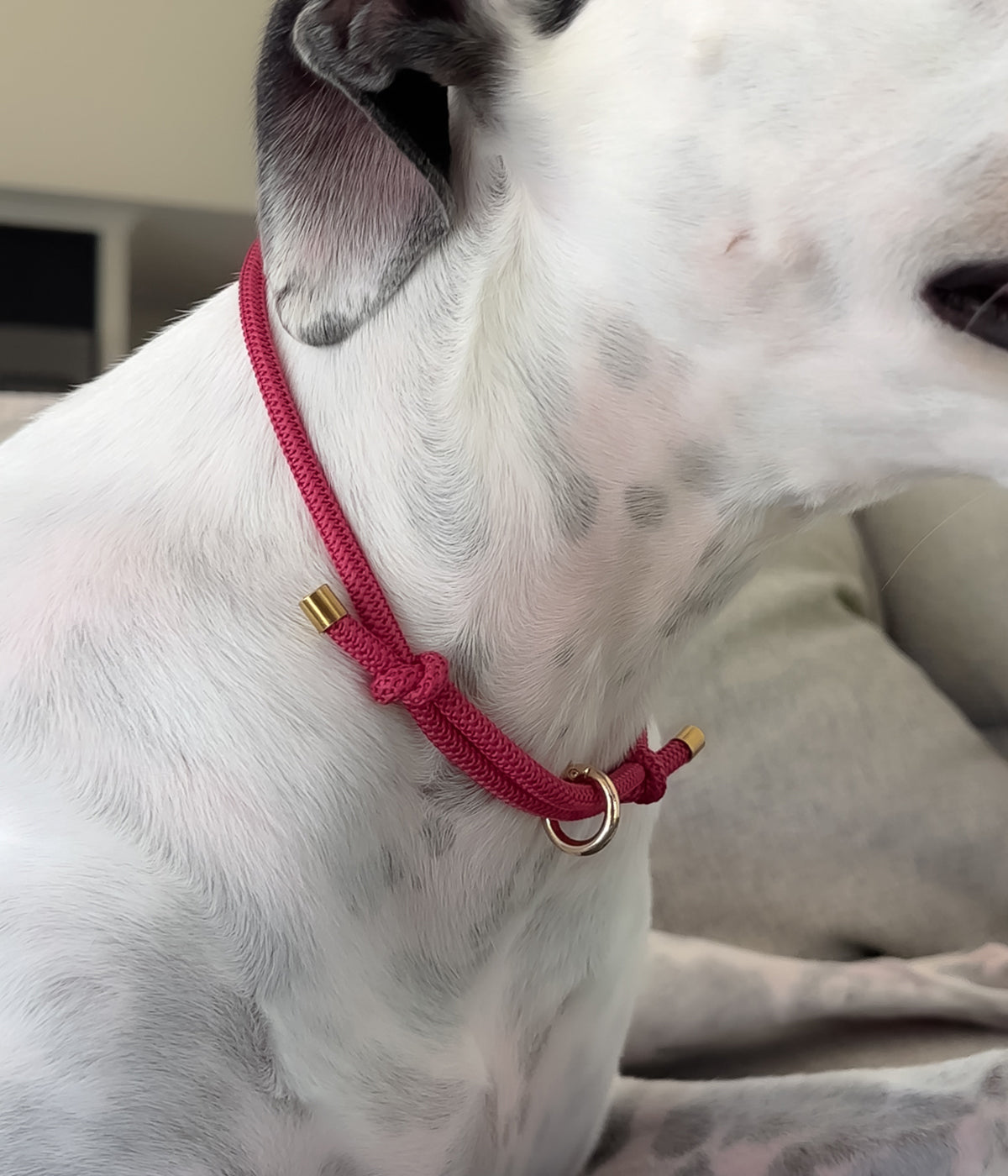 Waffle House Collar - Raspberry