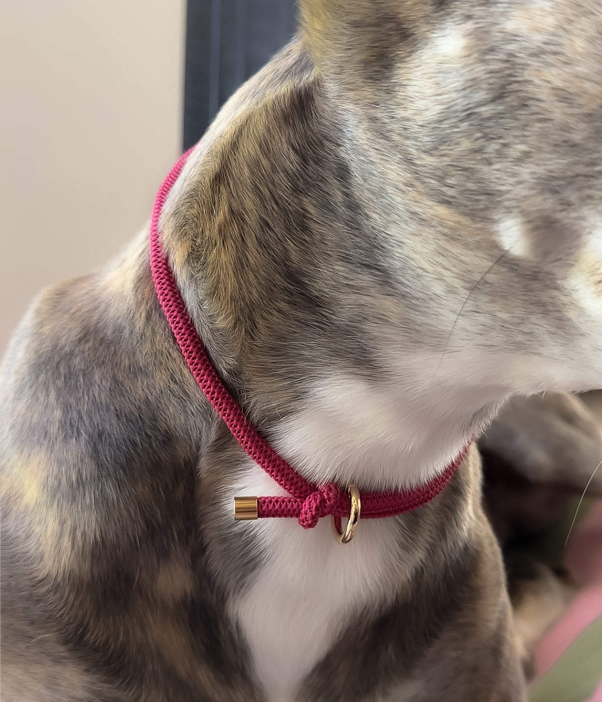 Waffle House Collar - Raspberry