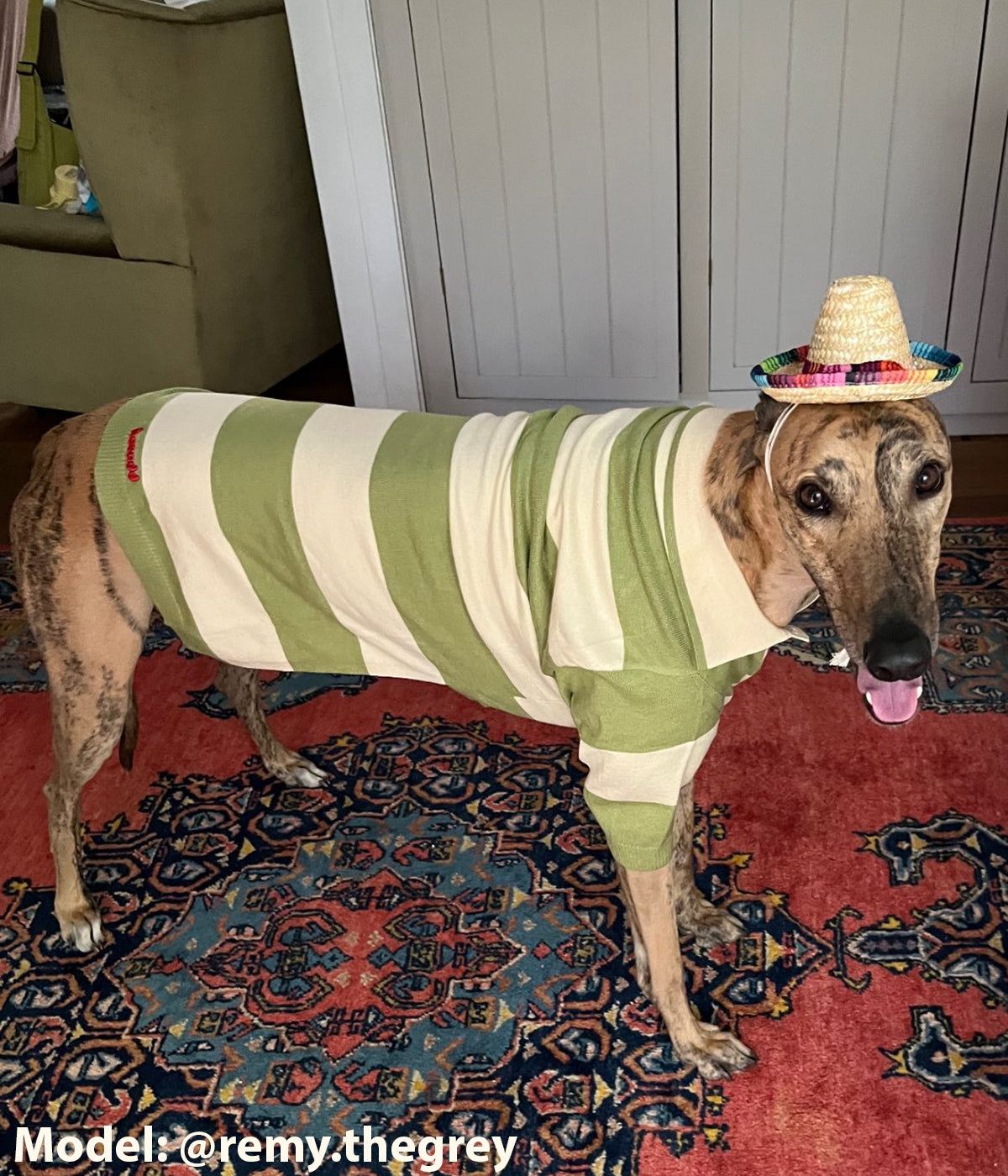 Green Eggs and Ham Polo