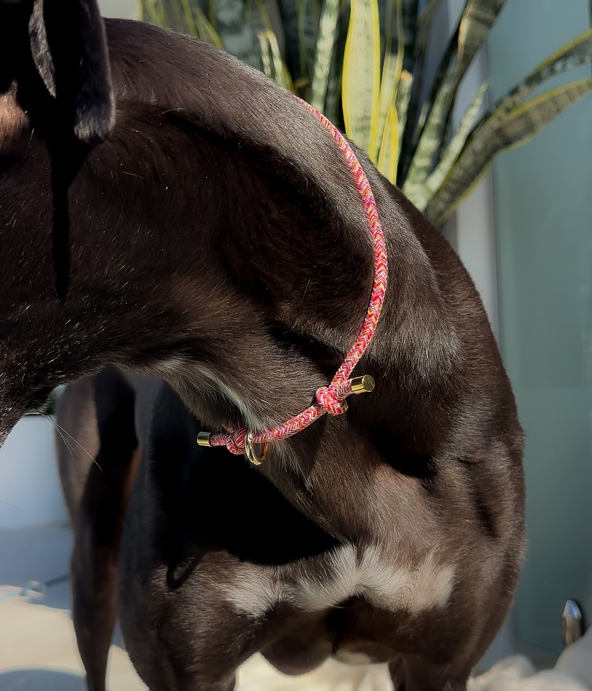 House Collar - Sangria