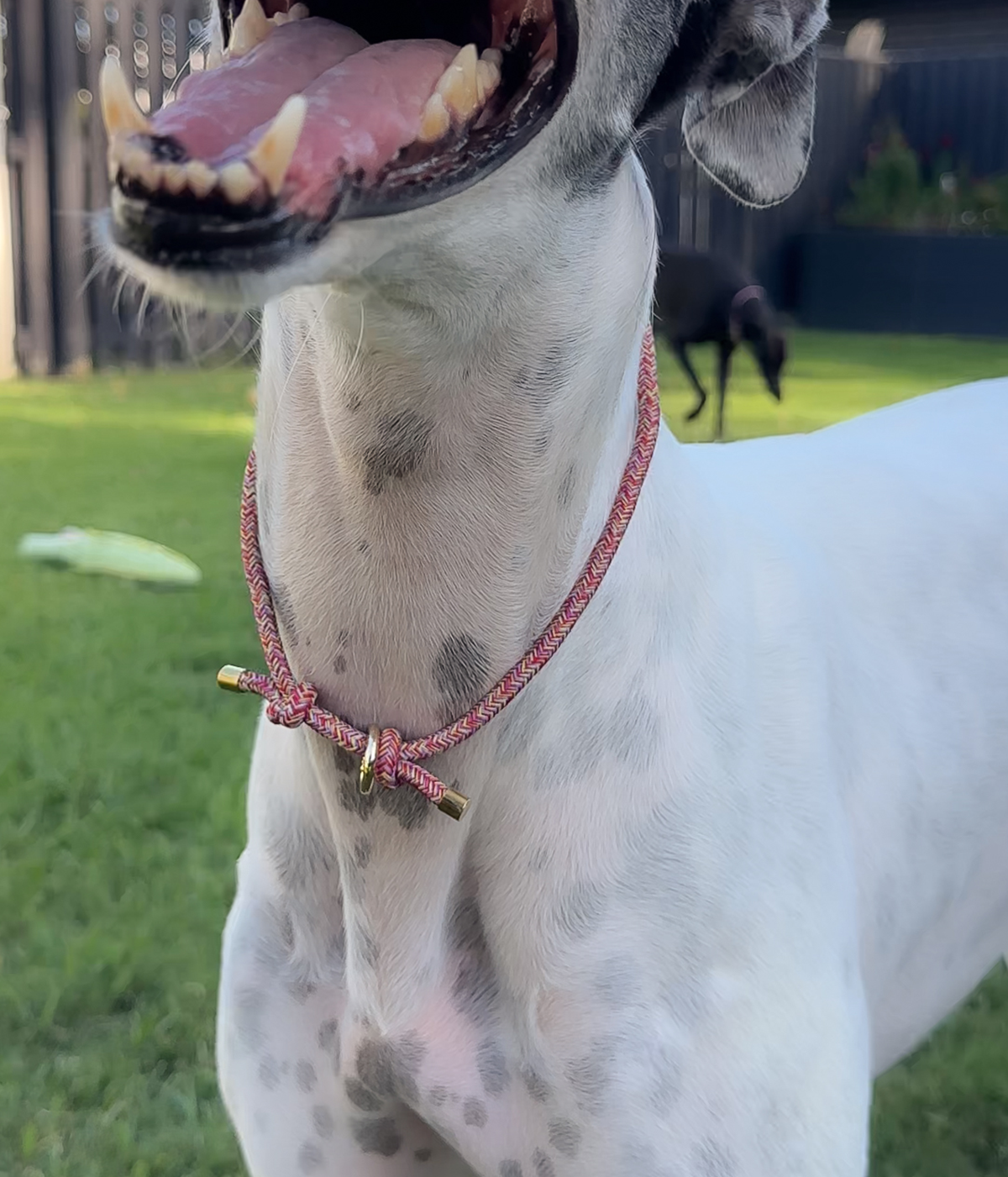 House Collar - Sangria