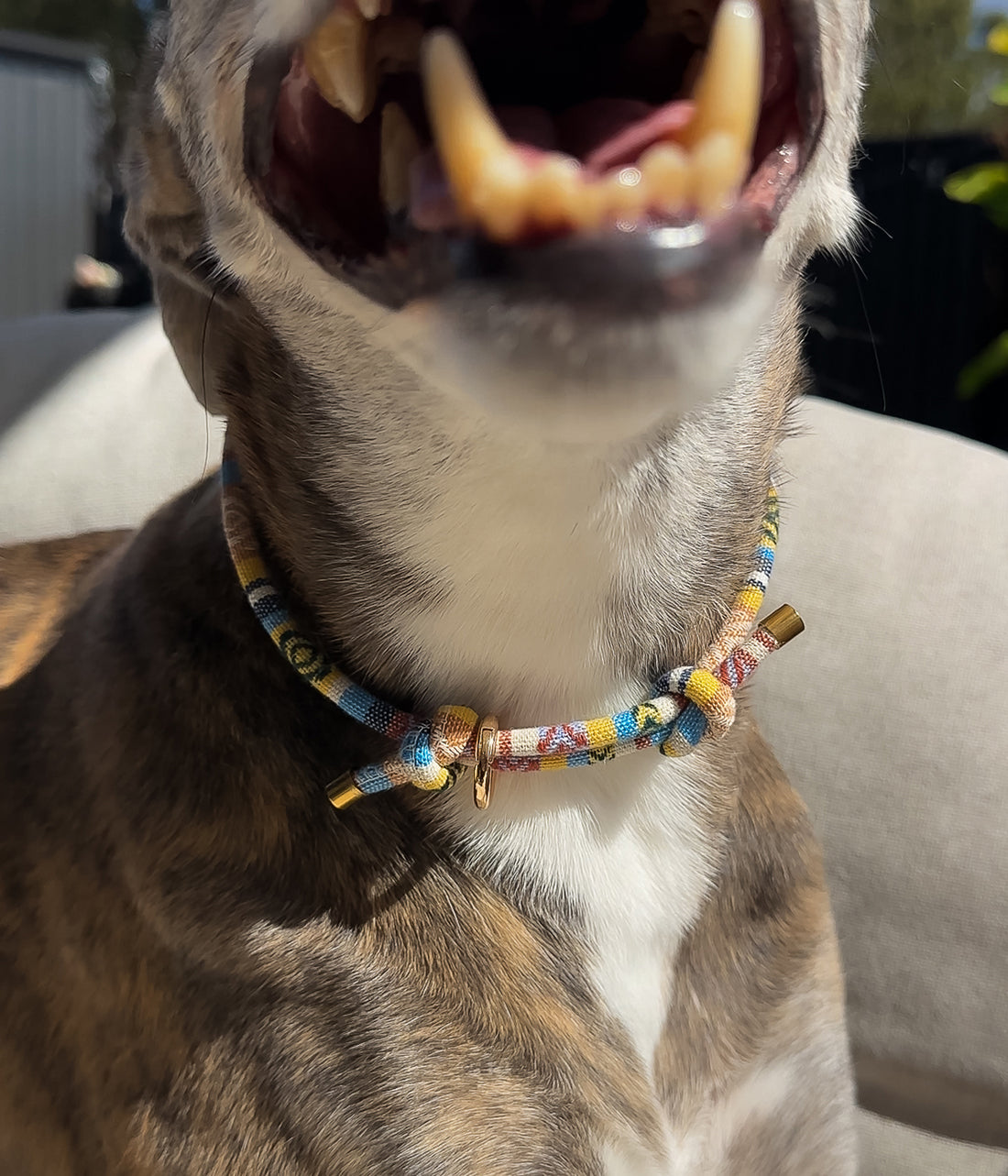 Boho House Collar - Shell