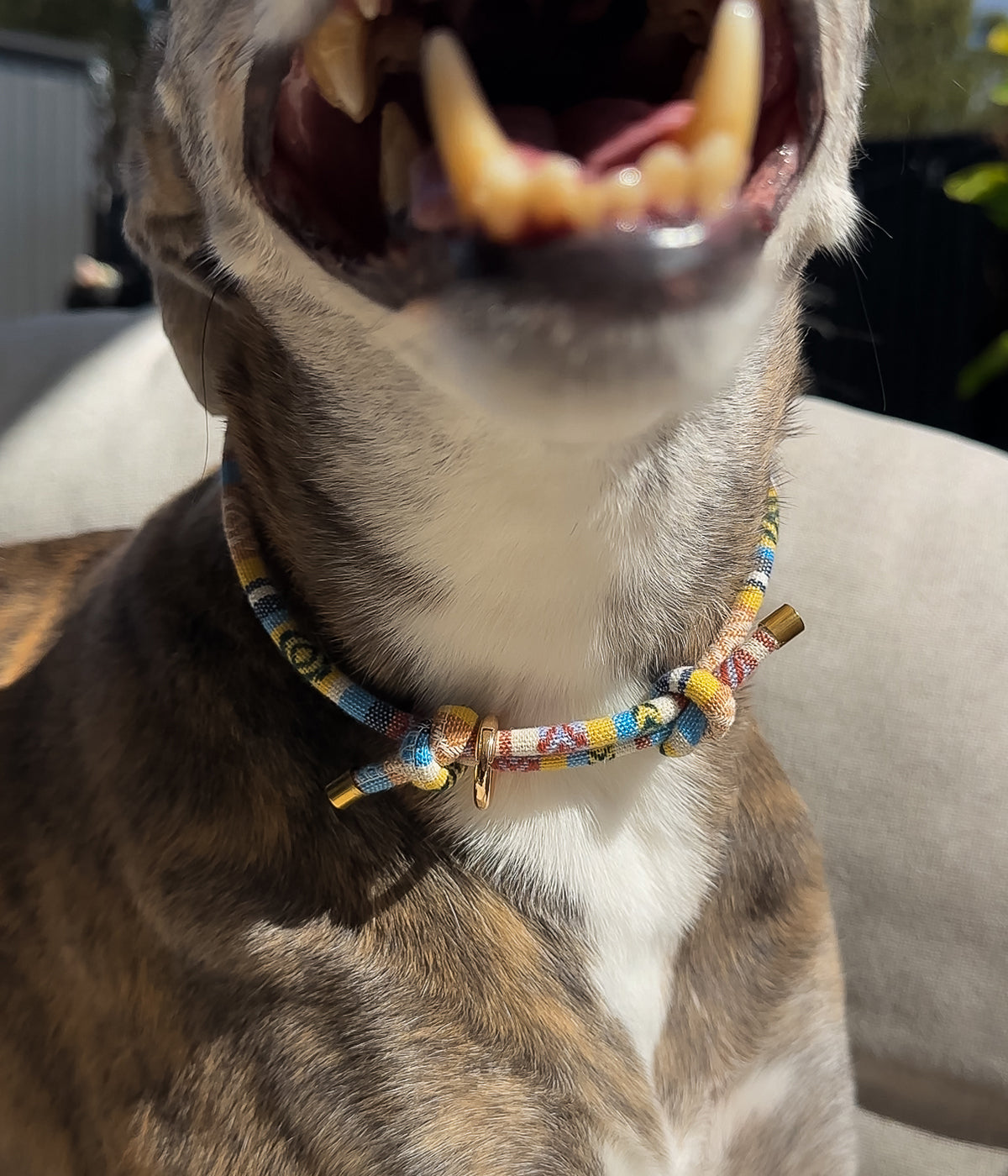 Boho House Collar - Shell