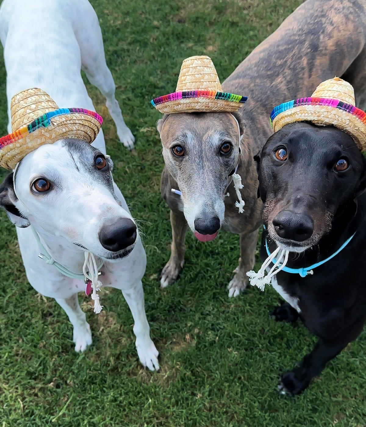Sombrero