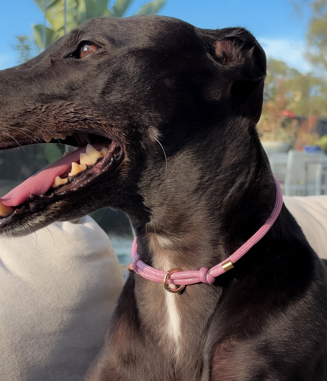 Glitter House Collar - Sugar Plum