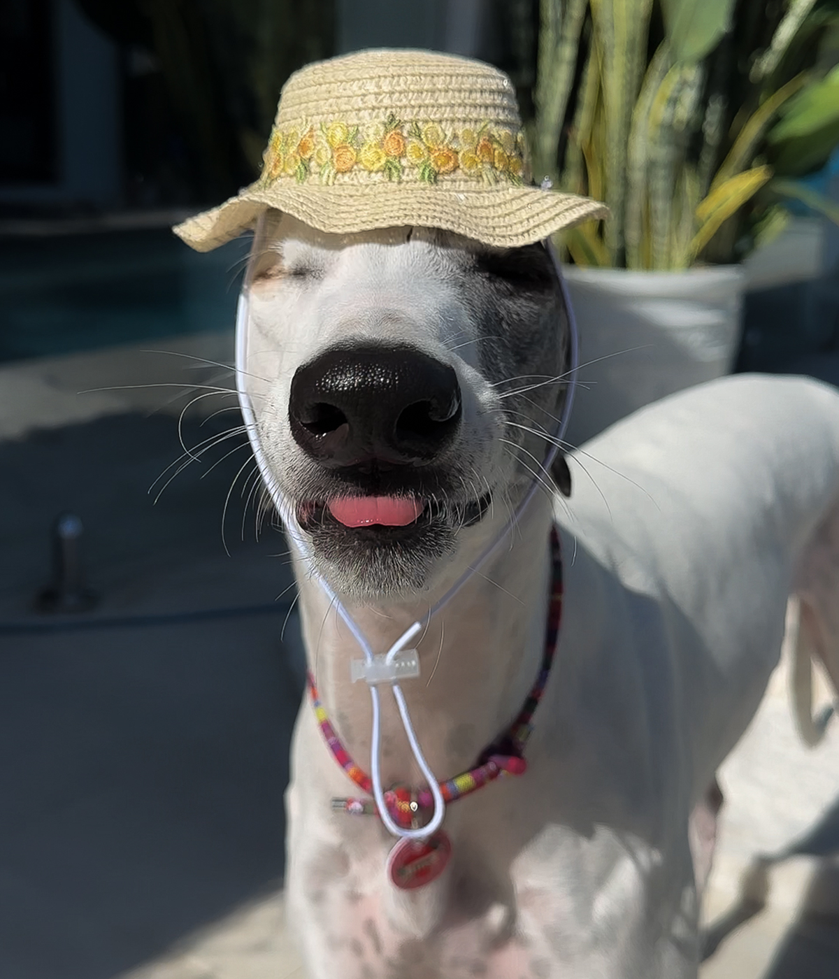 Sun Hat