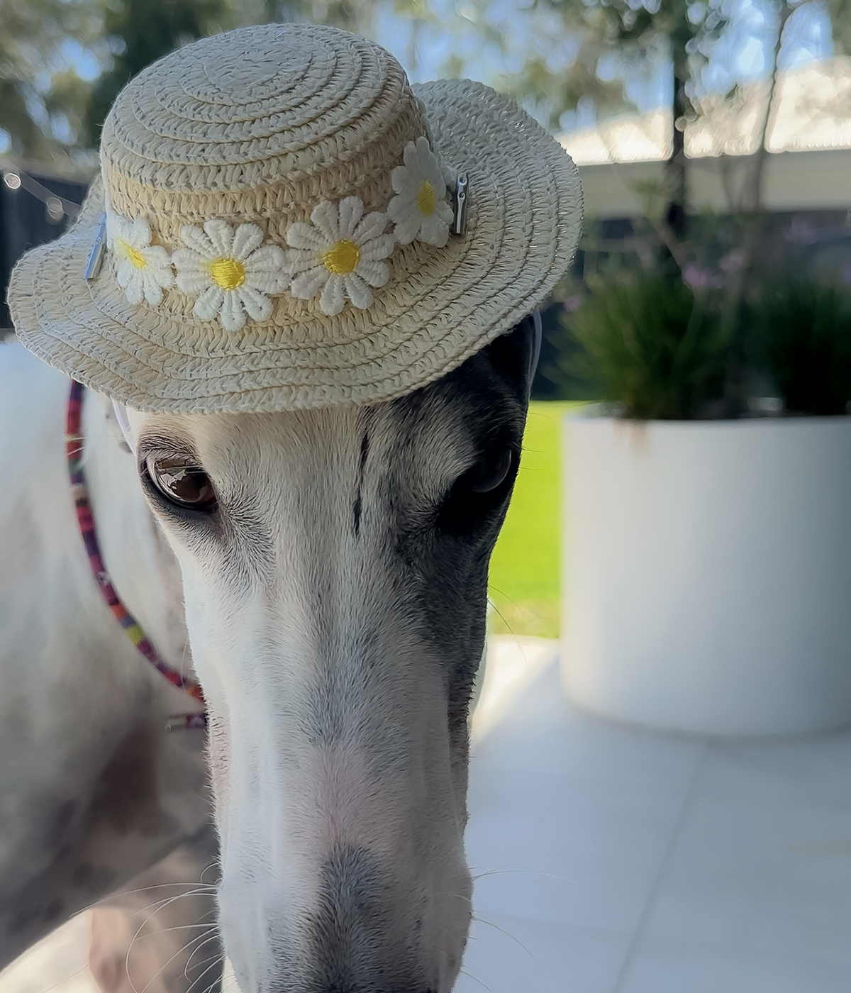 Sun Hat