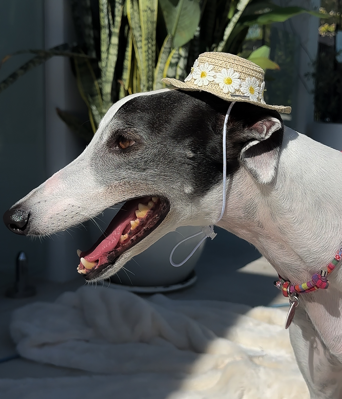 Sun Hat