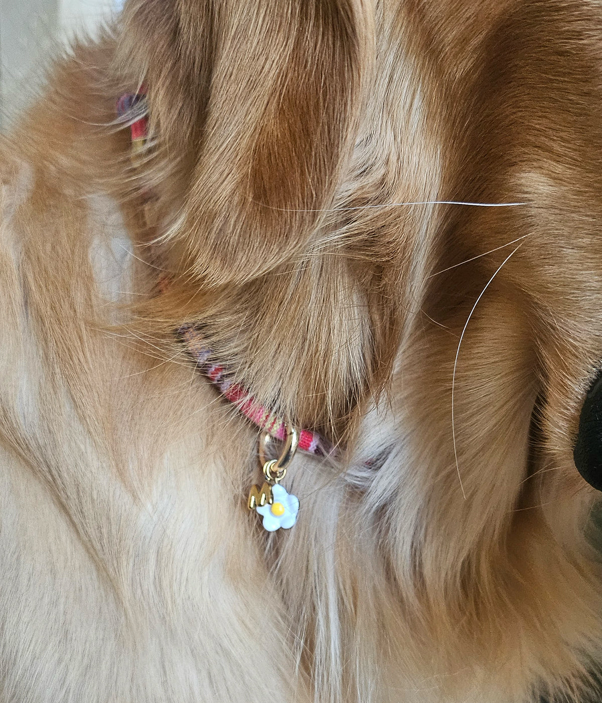 Sunny Side Up Charm